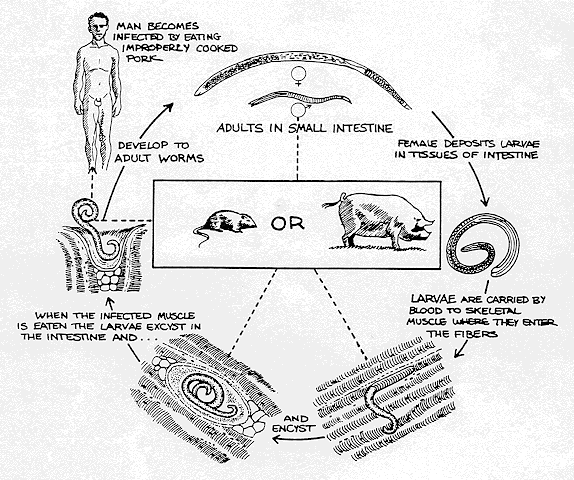 Biol 230 Lab Manual Life Cycle Of Trichinella 7677